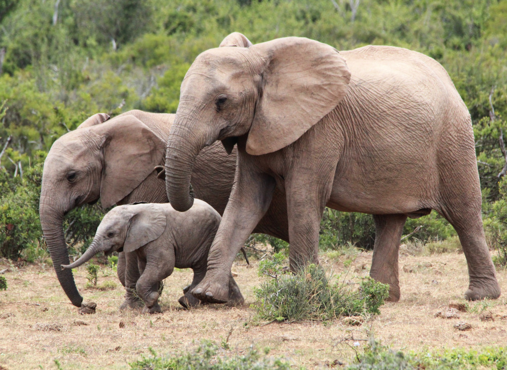 Family of African Elephants jigsaw puzzle in Animals puzzles on TheJigsawPuzzles.com