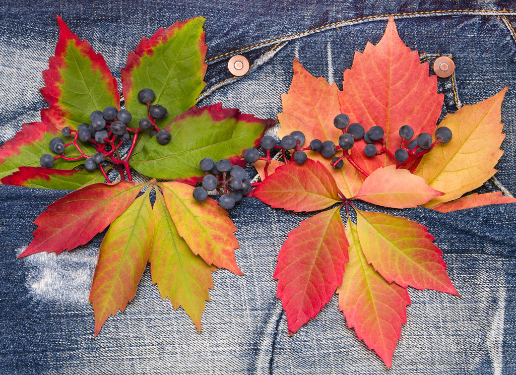 Wild Grapes jigsaw puzzle in Macro puzzles on TheJigsawPuzzles.com