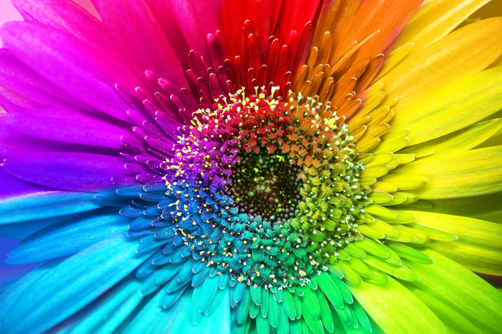 Rainbow Flower jigsaw puzzle in Macro puzzles on TheJigsawPuzzles.com