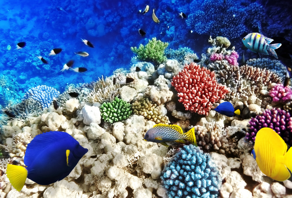 Corals and Fish in the Red Sea jigsaw puzzle in Under the Sea puzzles on TheJigsawPuzzles.com