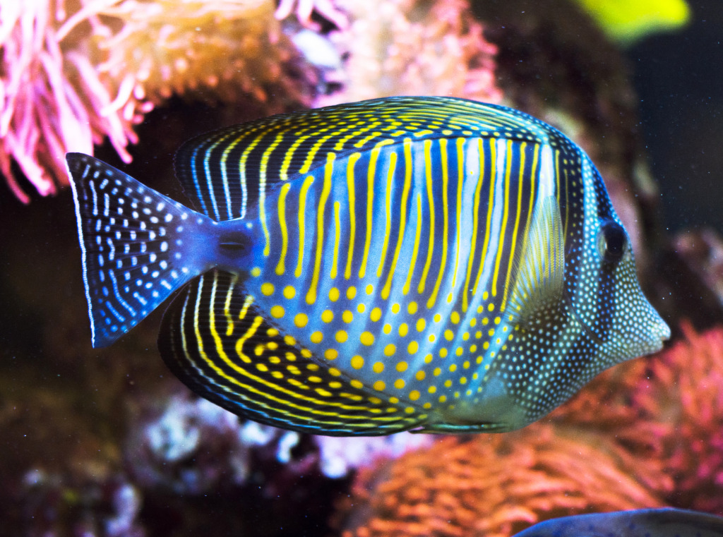 Sailfin Tang jigsaw puzzle in Under the Sea puzzles on TheJigsawPuzzles.com