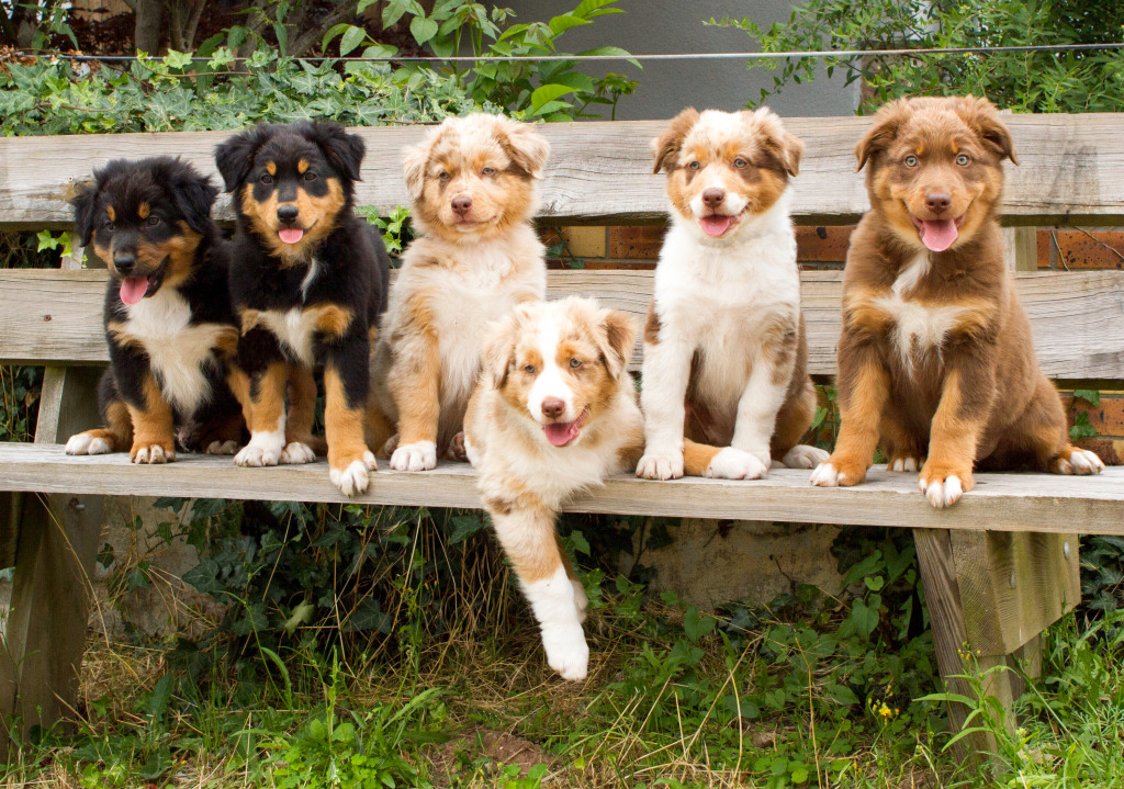 Australian Shepherd Puppies jigsaw puzzle in Animals puzzles on TheJigsawPuzzles.com