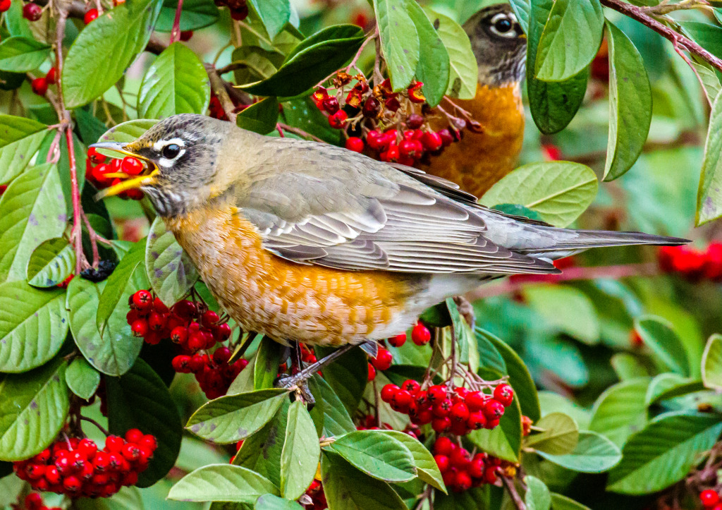 Robin Perched on a Cotoneaster jigsaw puzzle in Animals puzzles on TheJigsawPuzzles.com