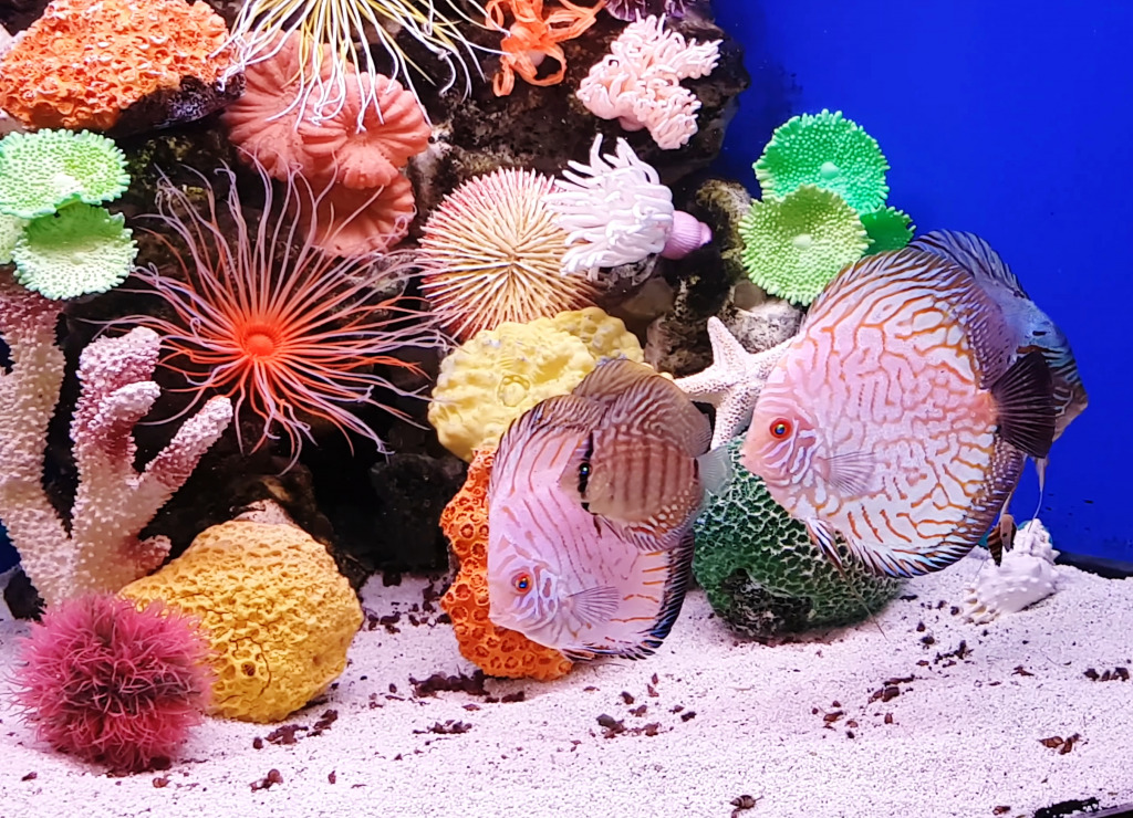 Aquarium with Fish and Corals jigsaw puzzle in Under the Sea puzzles on TheJigsawPuzzles.com