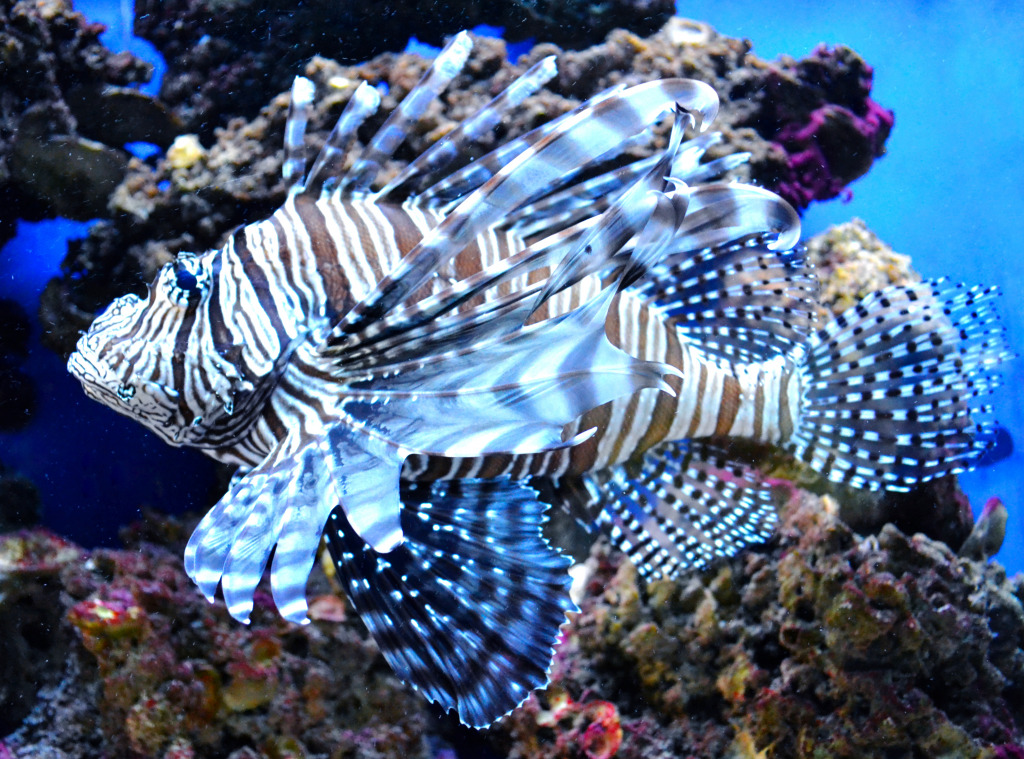 Lionfish jigsaw puzzle in Under the Sea puzzles on TheJigsawPuzzles.com