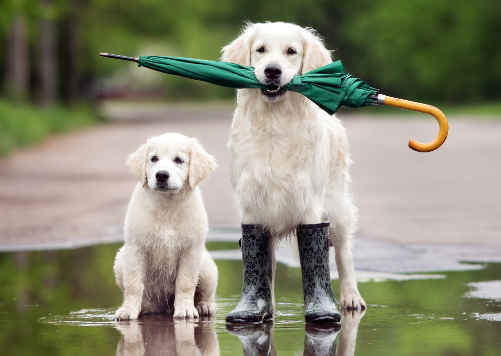 Golden Retriever with Pup jigsaw puzzle in Puzzle of the Day puzzles on TheJigsawPuzzles.com