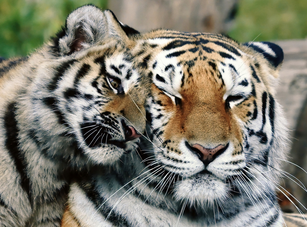 Siberian Tiger with a Cub jigsaw puzzle in Animals puzzles on TheJigsawPuzzles.com