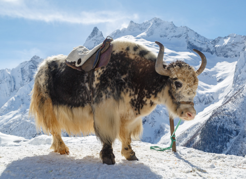 White-and-black Yak, Caucasus Mountains jigsaw puzzle in Animals puzzles on TheJigsawPuzzles.com