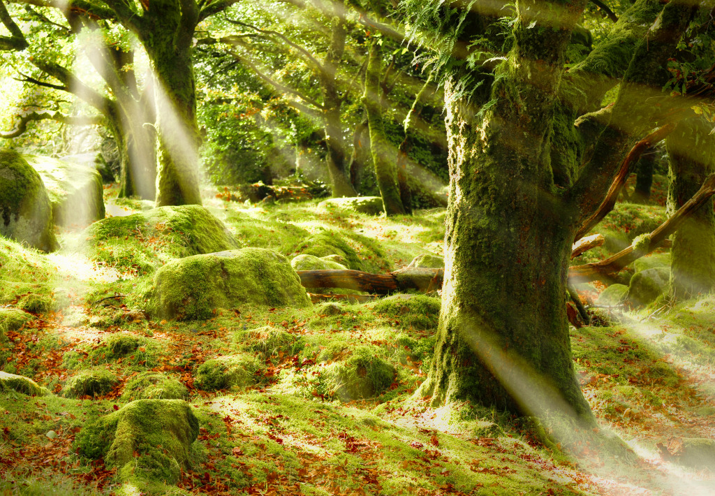 Mystical Forest jigsaw puzzle in Great Sightings puzzles on TheJigsawPuzzles.com