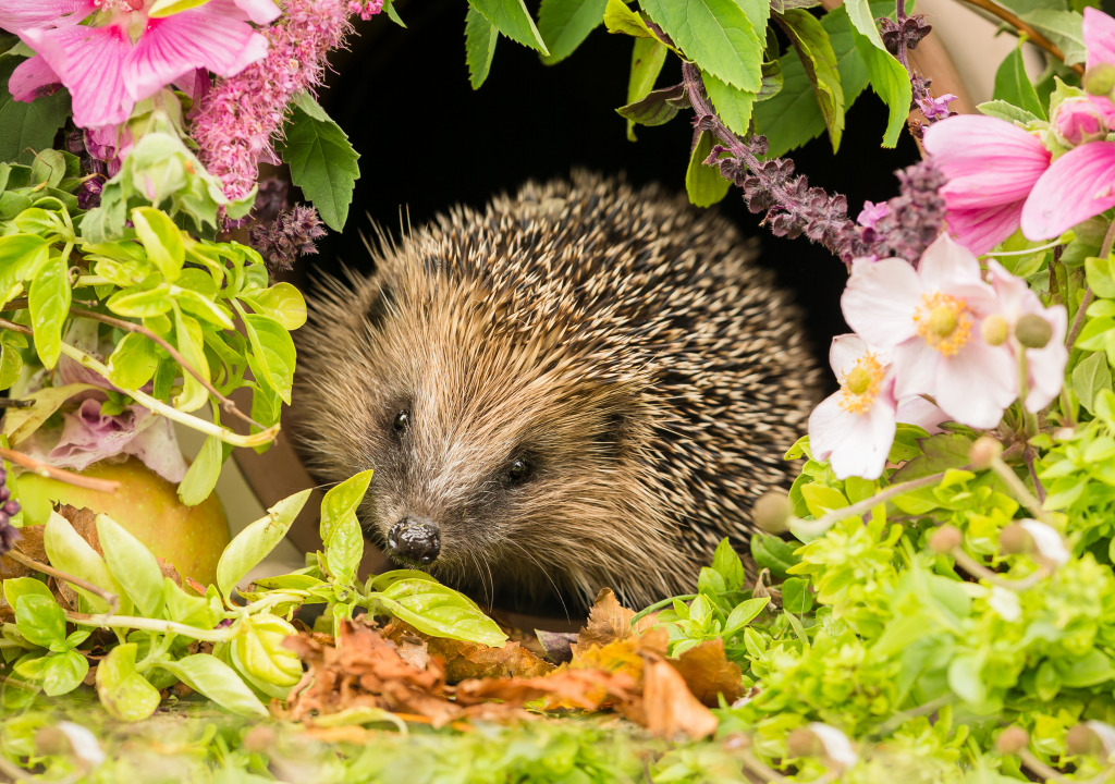 Hedgehog and Flowers jigsaw puzzle in Animals puzzles on TheJigsawPuzzles.com