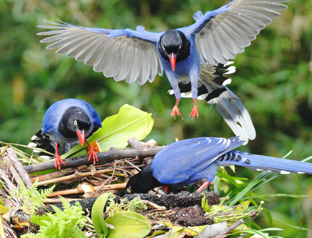 Taiwan Blue Magpie jigsaw puzzle in Animals puzzles on TheJigsawPuzzles.com
