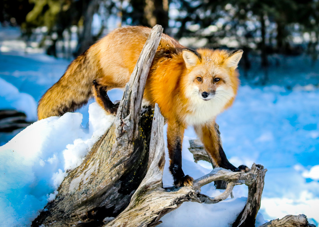 Red Fox in the Winter Snow jigsaw puzzle in Animals puzzles on TheJigsawPuzzles.com