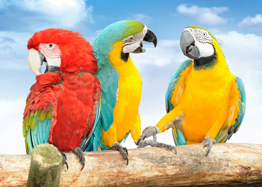 Colorful Macaws jigsaw puzzle in Animals puzzles on TheJigsawPuzzles.com