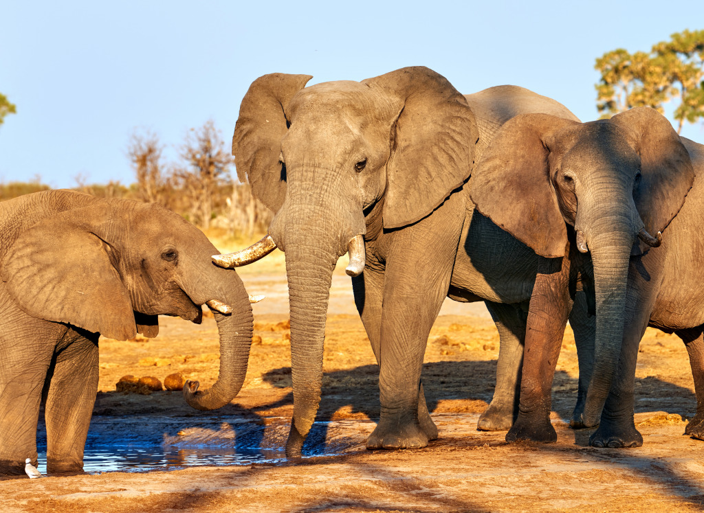 Elephants in Botswana Park jigsaw puzzle in Animals puzzles on TheJigsawPuzzles.com