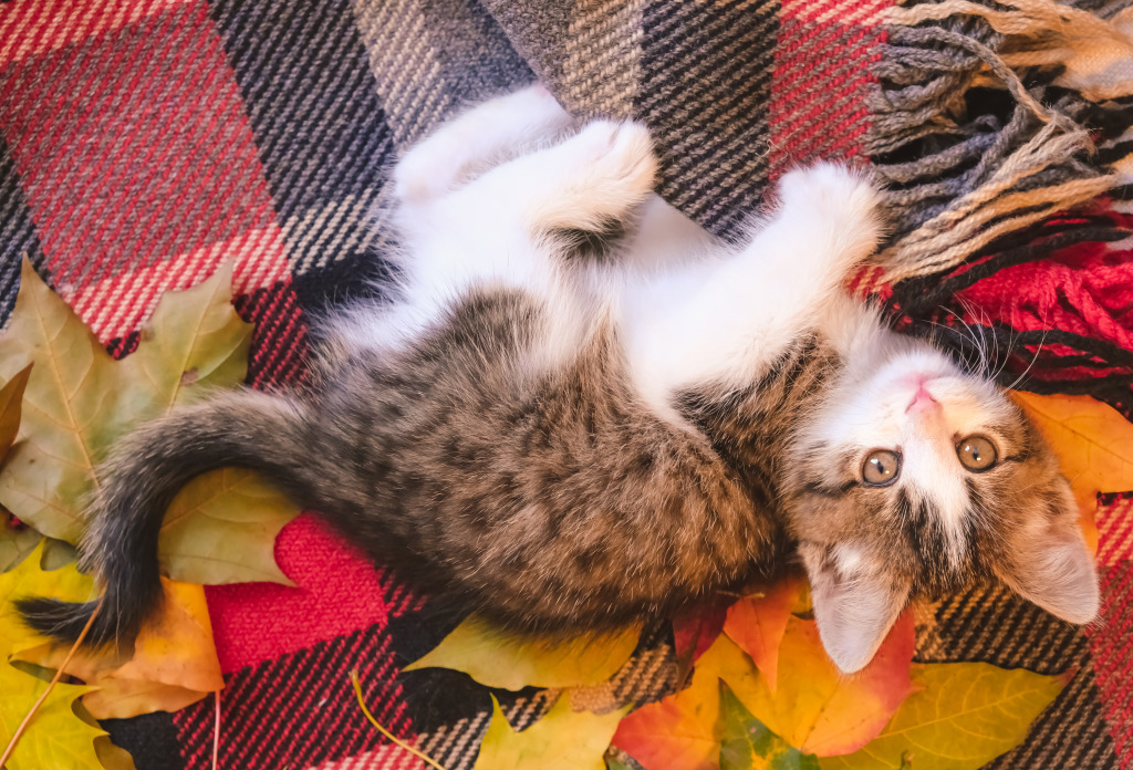 Little Kitten on a Cozy Blanket jigsaw puzzle in Animals puzzles on TheJigsawPuzzles.com