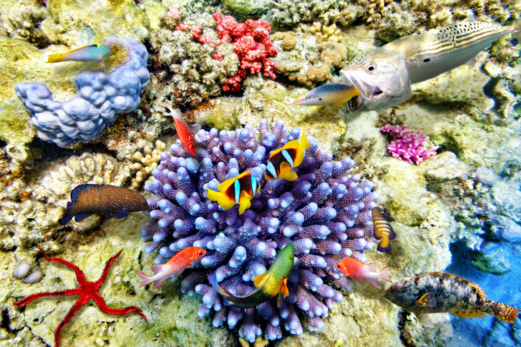 Corals and Tropical Fish jigsaw puzzle in Under the Sea puzzles on TheJigsawPuzzles.com