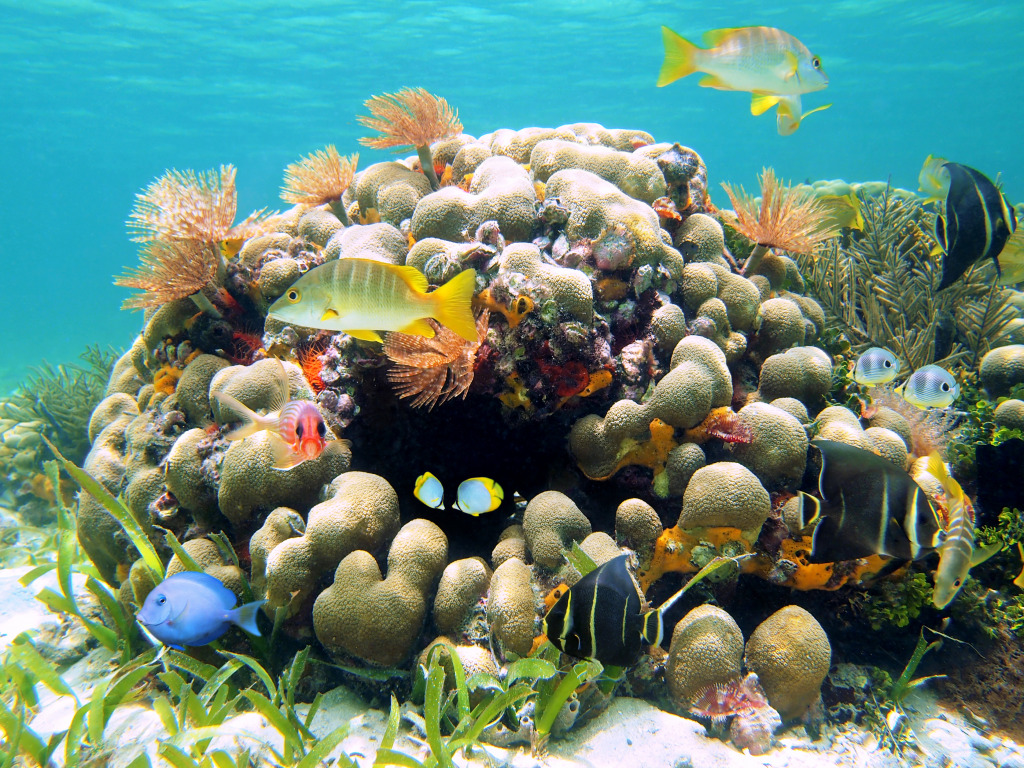 Coral Reef, Costa Rica jigsaw puzzle in Under the Sea puzzles on TheJigsawPuzzles.com