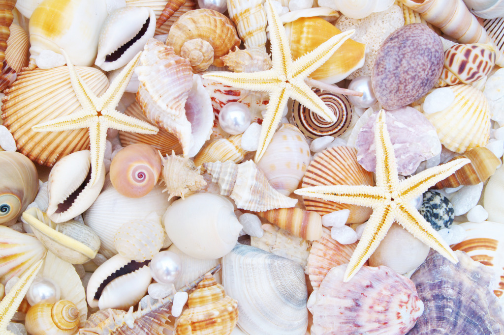 Pearls, Starfishes and Seashells jigsaw puzzle in Macro puzzles on TheJigsawPuzzles.com