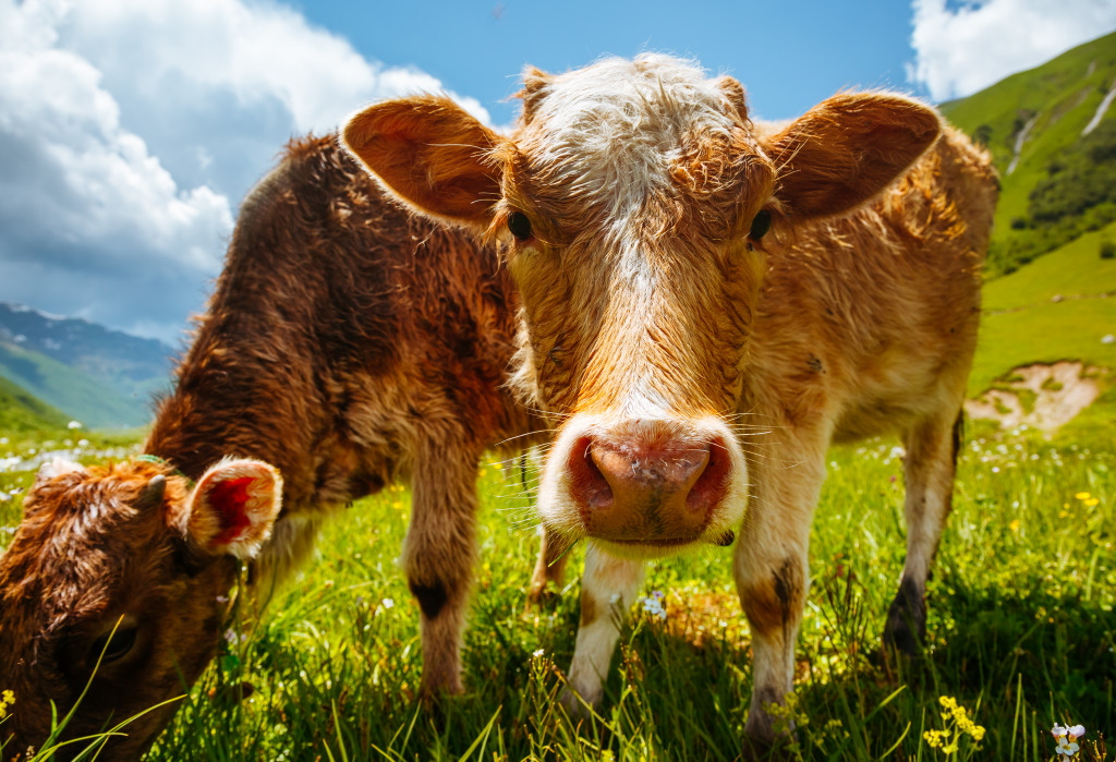 Cows Grazing on an Alpine Meadow jigsaw puzzle in Animals puzzles on TheJigsawPuzzles.com