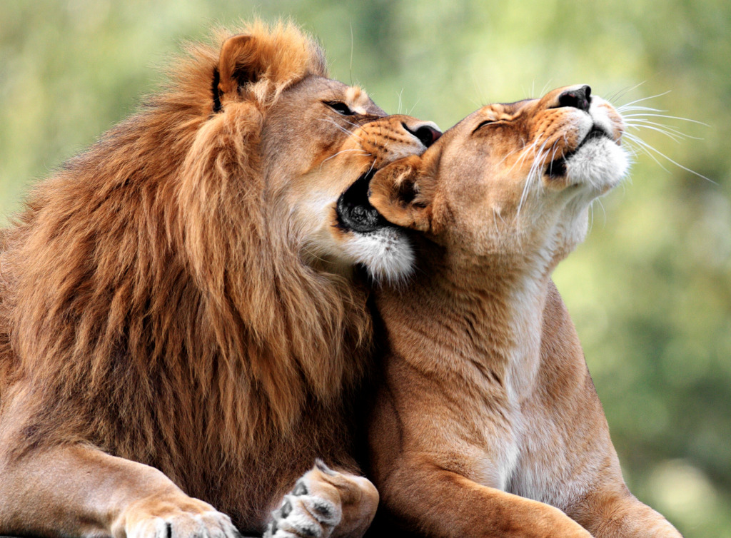 Pair of Lions jigsaw puzzle in Animals puzzles on TheJigsawPuzzles.com