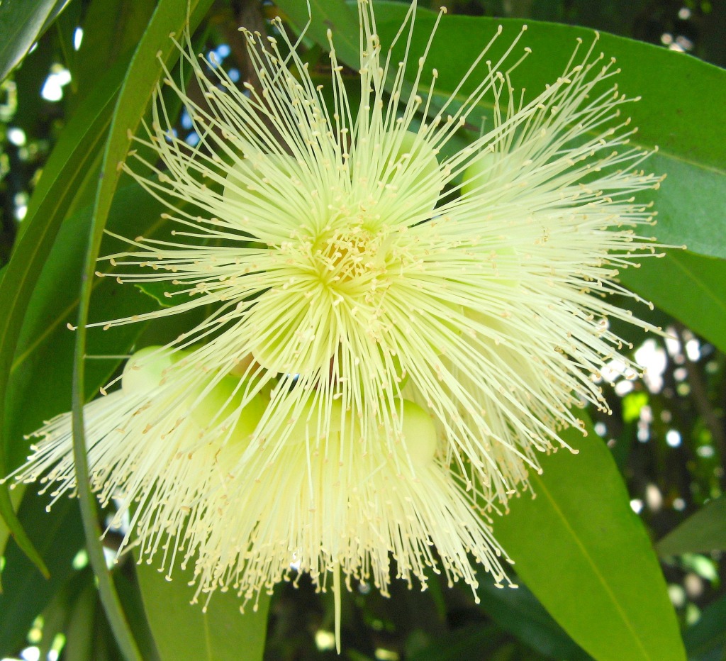 Jambo - Rose Apple Flowers jigsaw puzzle in Flowers puzzles on TheJigsawPuzzles.com