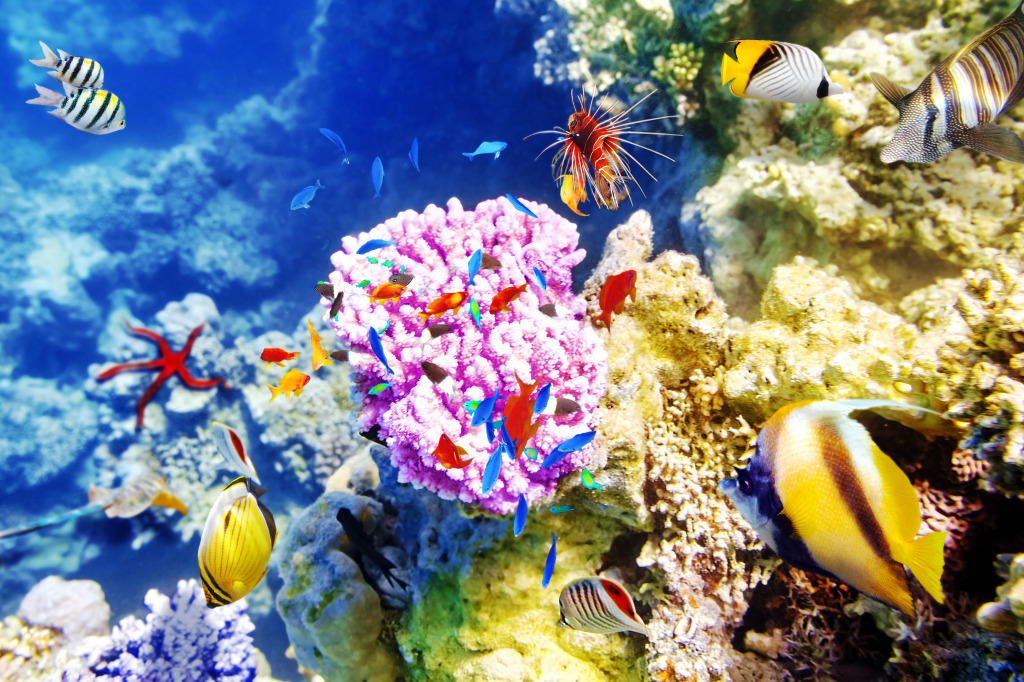 Corals and Tropical Fish jigsaw puzzle in Under the Sea puzzles on TheJigsawPuzzles.com