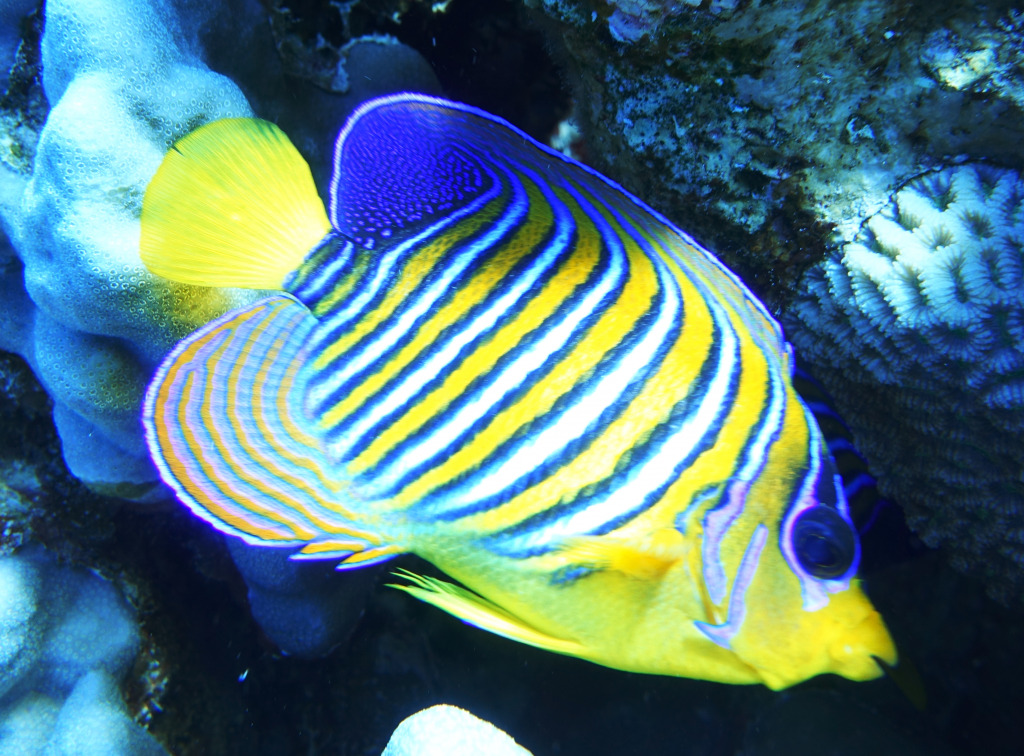 Royal Angelfish jigsaw puzzle in Under the Sea puzzles on TheJigsawPuzzles.com