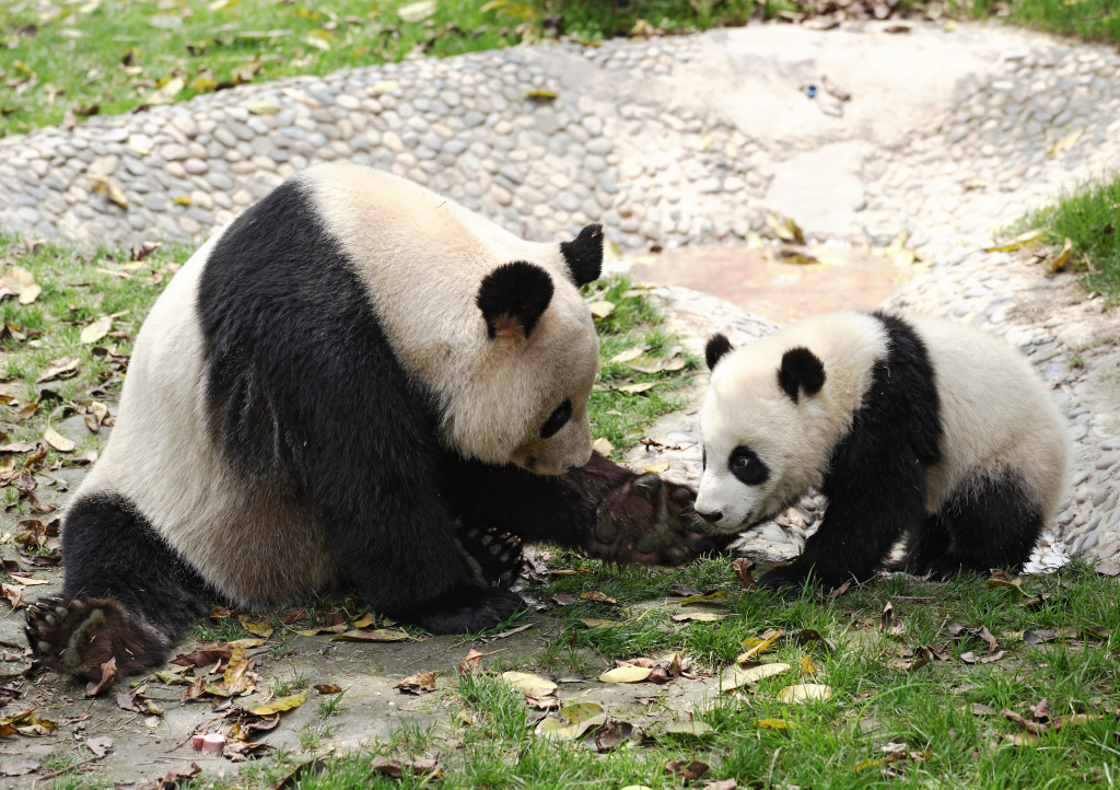 Giant Pandas jigsaw puzzle in Animals puzzles on TheJigsawPuzzles.com