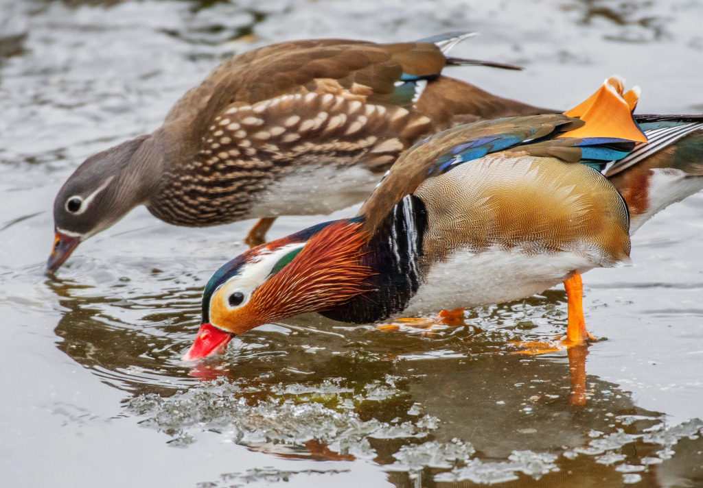 Wild Mandarin Ducks jigsaw puzzle in Animals puzzles on TheJigsawPuzzles.com