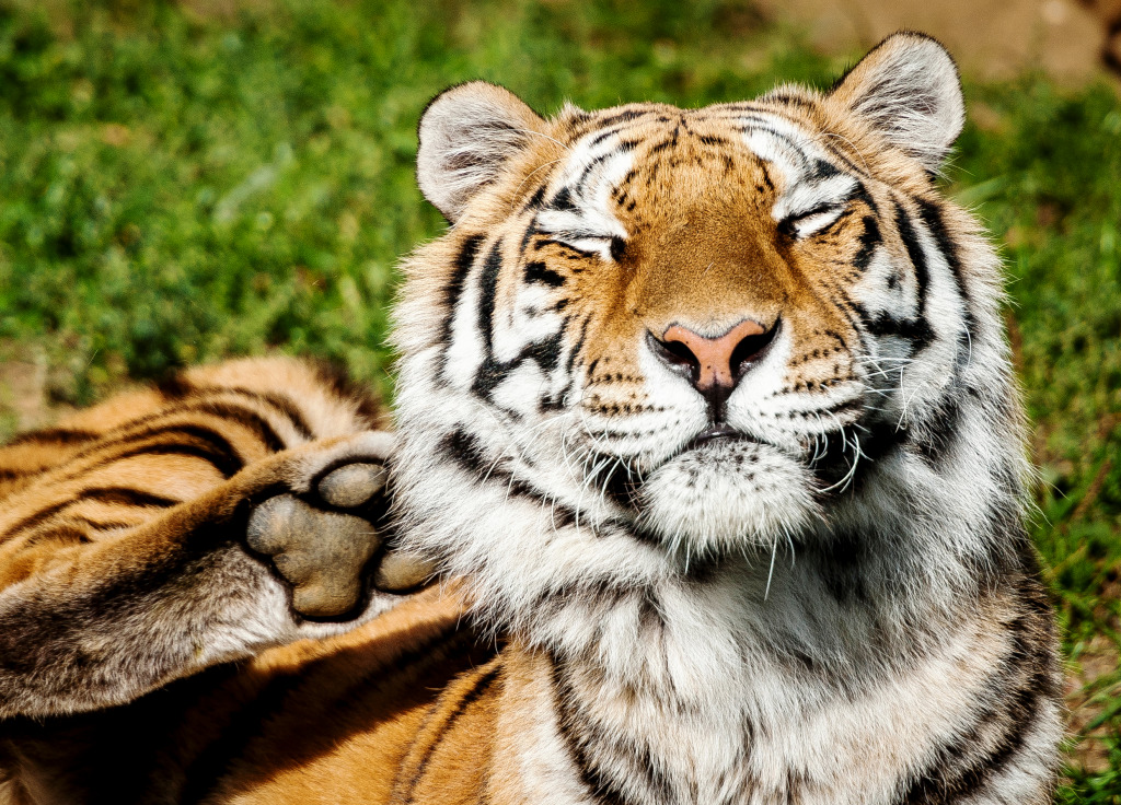 Siberian Tiger jigsaw puzzle in Animals puzzles on TheJigsawPuzzles.com