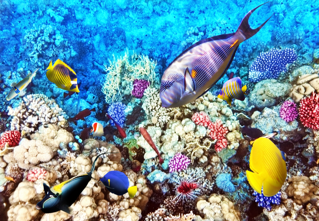 Red Sea, Egypt jigsaw puzzle in Under the Sea puzzles on TheJigsawPuzzles.com