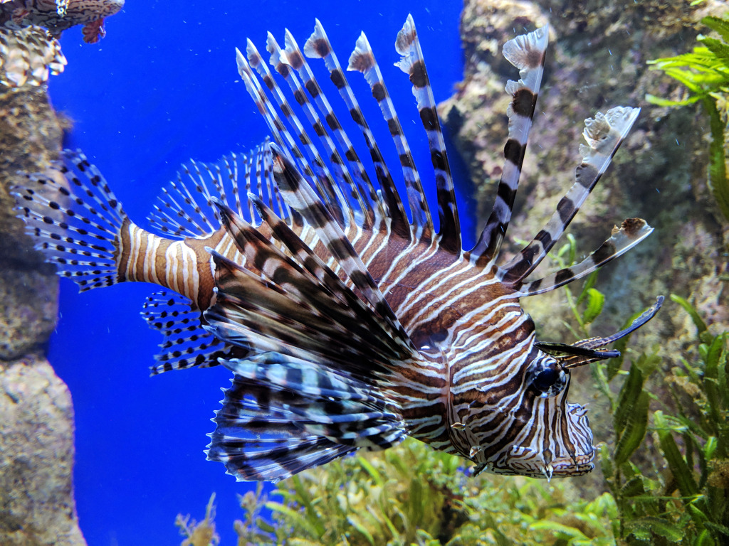 Lionfish jigsaw puzzle in Under the Sea puzzles on TheJigsawPuzzles.com