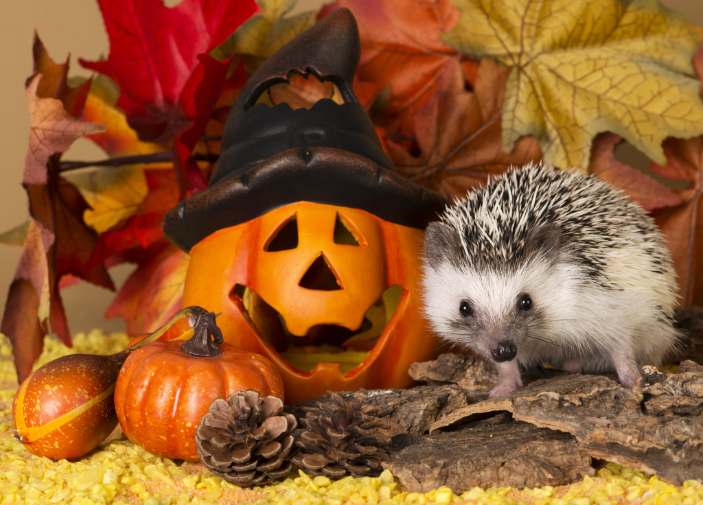 Halloween Hedgehog jigsaw puzzle in Animals puzzles on TheJigsawPuzzles.com