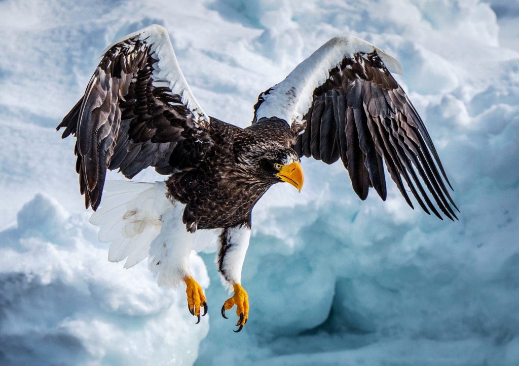 Stellar Eagle in Japan jigsaw puzzle in Animals puzzles on TheJigsawPuzzles.com