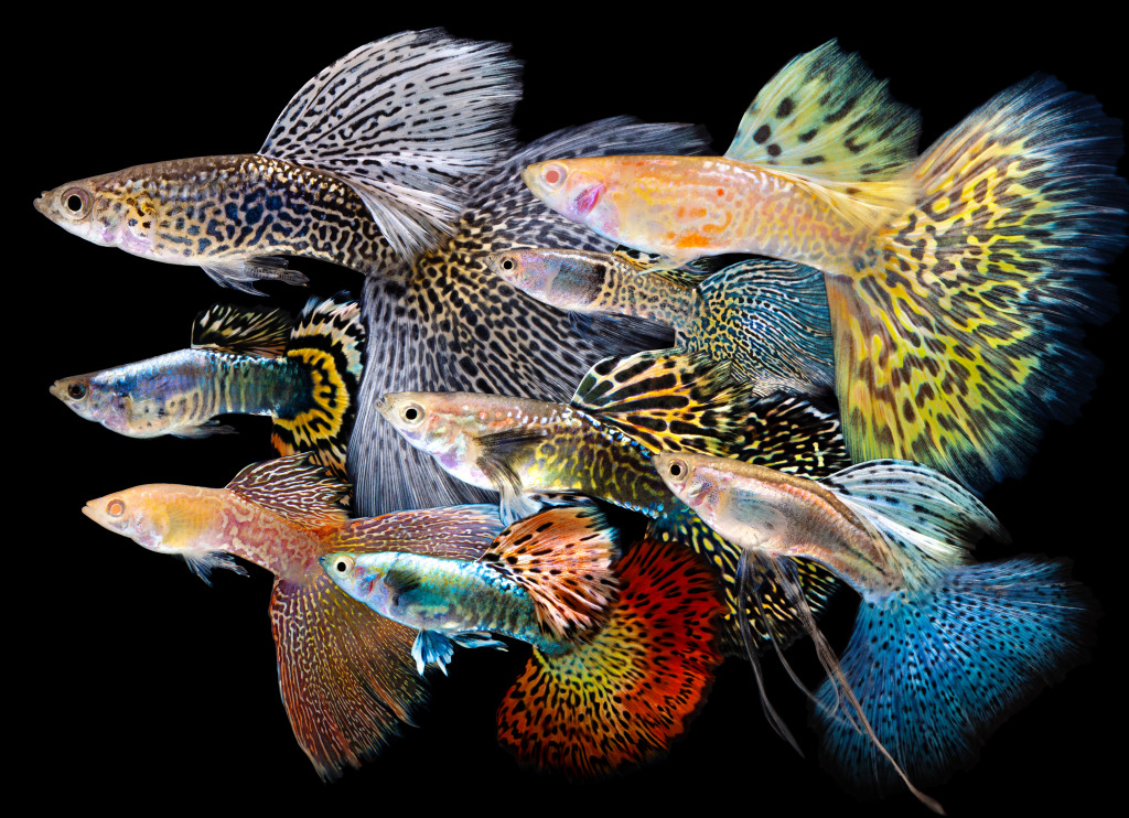 Platinum Guppy Fish jigsaw puzzle in Under the Sea puzzles on TheJigsawPuzzles.com