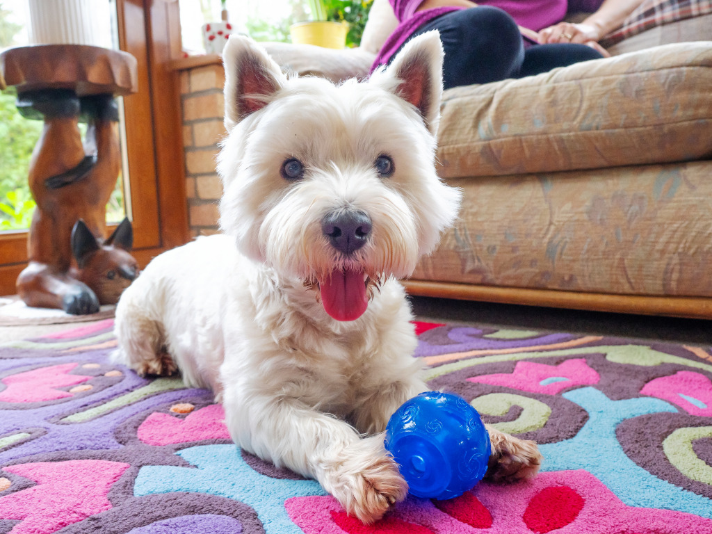 West Highland Terrier jigsaw puzzle in Puzzle of the Day puzzles on TheJigsawPuzzles.com