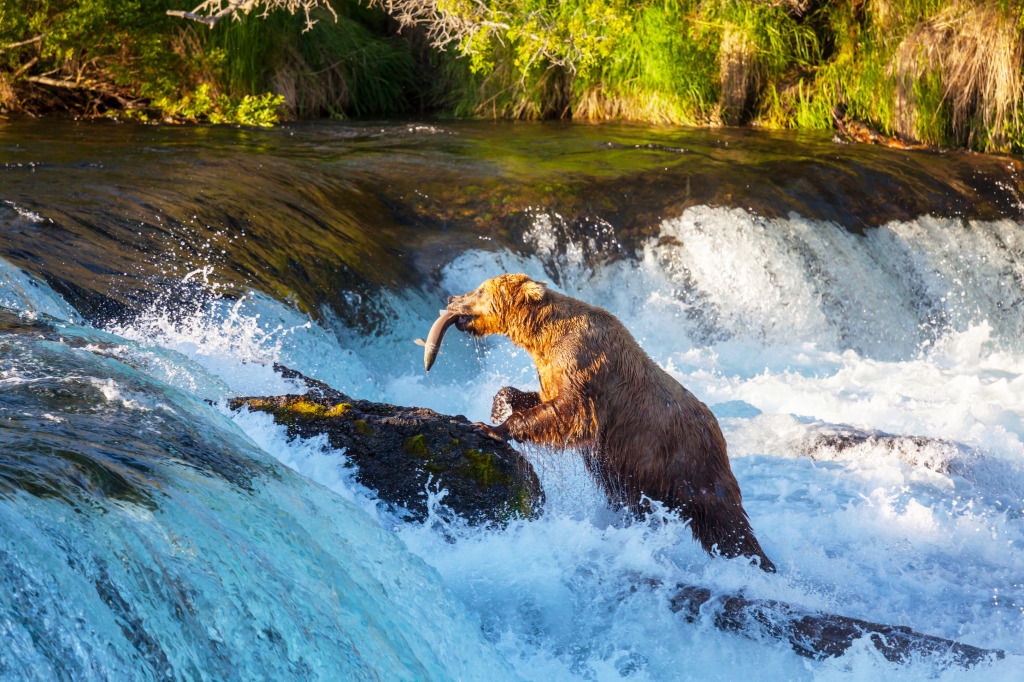 Brown Bear, Alaska jigsaw puzzle in Waterfalls puzzles on TheJigsawPuzzles.com