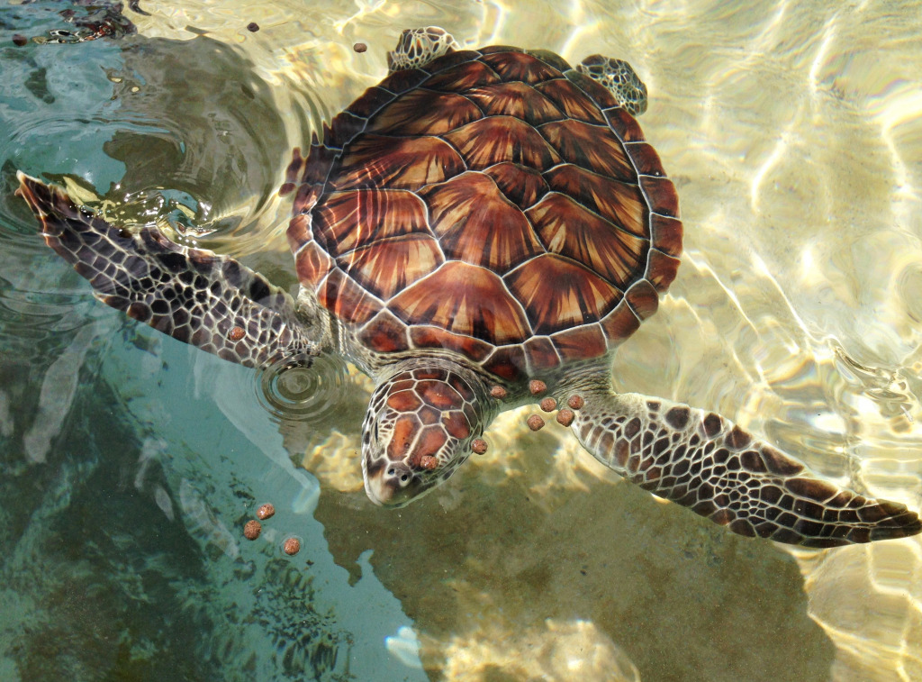 Sea Turtle jigsaw puzzle in Under the Sea puzzles on TheJigsawPuzzles.com