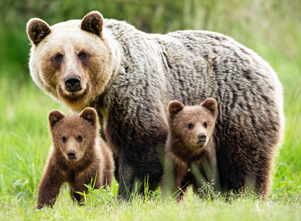 Female Brown Bear with Cubs jigsaw puzzle in Animals puzzles on TheJigsawPuzzles.com