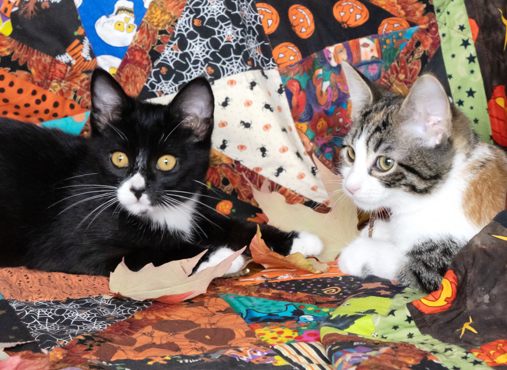 Kittens on A Halloween Quilt jigsaw puzzle in Animals puzzles on TheJigsawPuzzles.com