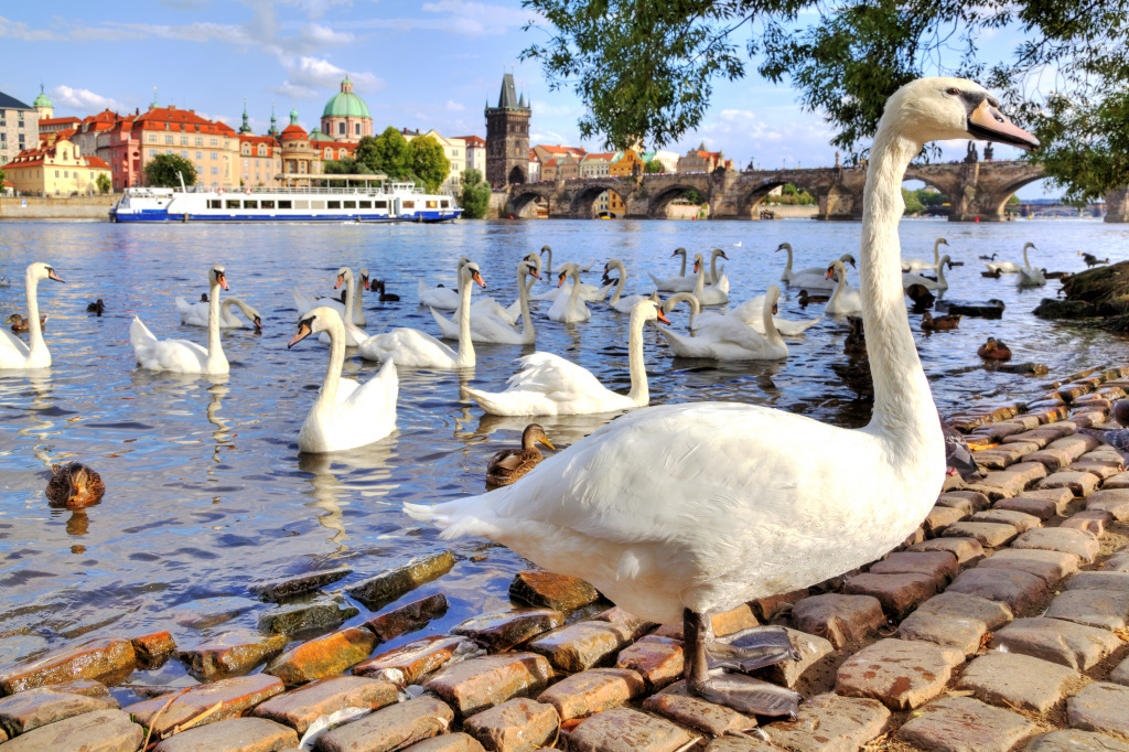 Swans and Ducks in Prague jigsaw puzzle in Animals puzzles on TheJigsawPuzzles.com
