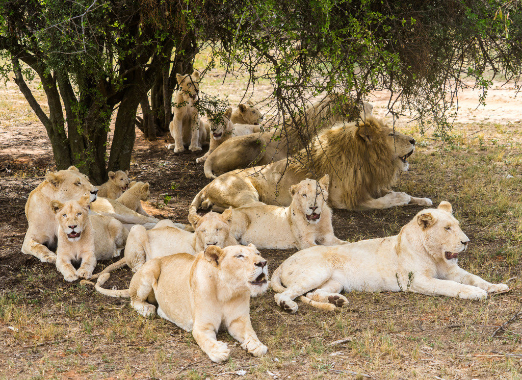 Group of Lions jigsaw puzzle in Animals puzzles on TheJigsawPuzzles.com