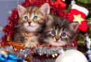 Siberian Kittens near the Christmas Spruce