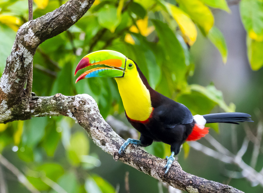 Keel-Billed Toucan in Costa Rica jigsaw puzzle in Puzzle of the Day puzzles on TheJigsawPuzzles.com