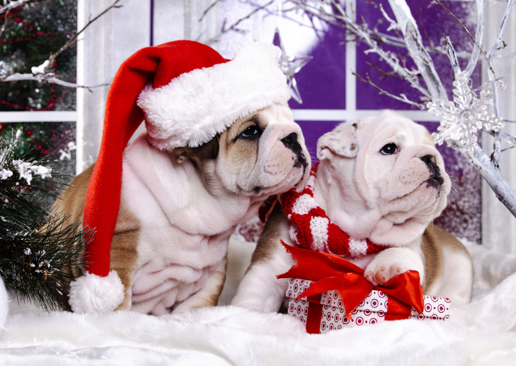 Christmas English Bulldogs jigsaw puzzle in Animals puzzles on TheJigsawPuzzles.com