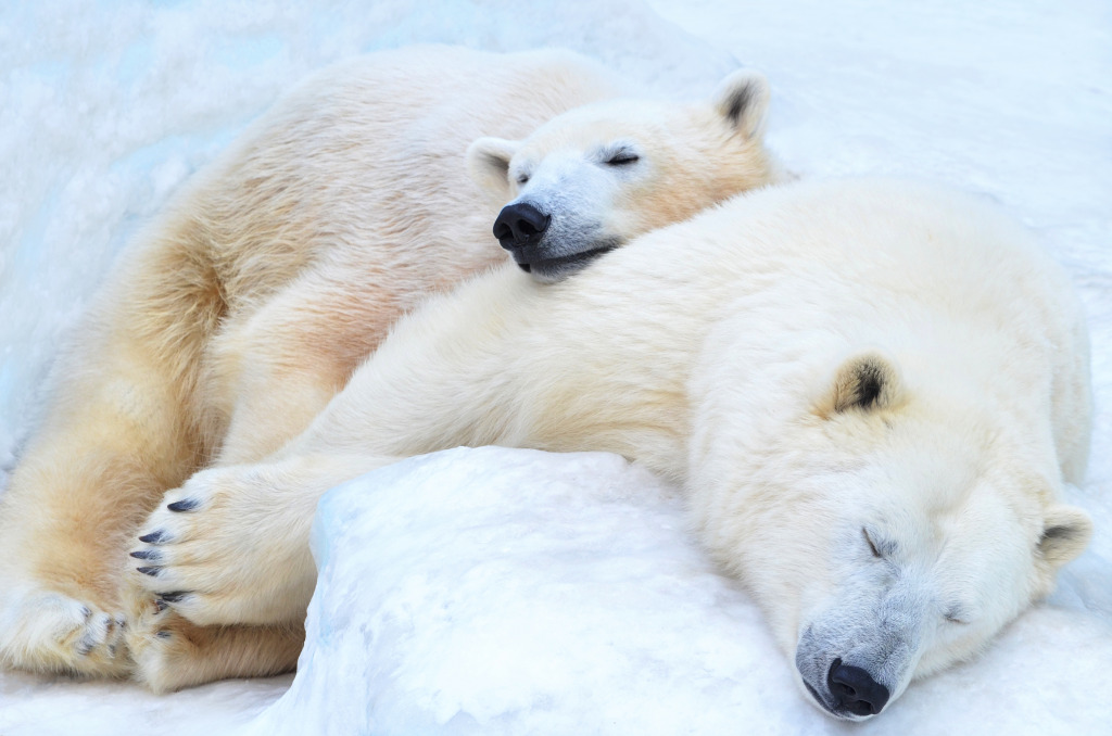 Polar Bears Sleeping in the Snow jigsaw puzzle in Animals puzzles on TheJigsawPuzzles.com