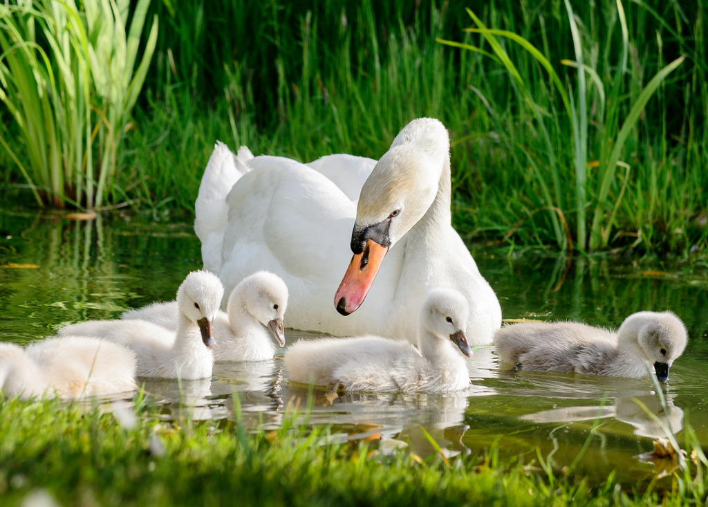 Swan with Babies jigsaw puzzle in Puzzle of the Day puzzles on TheJigsawPuzzles.com