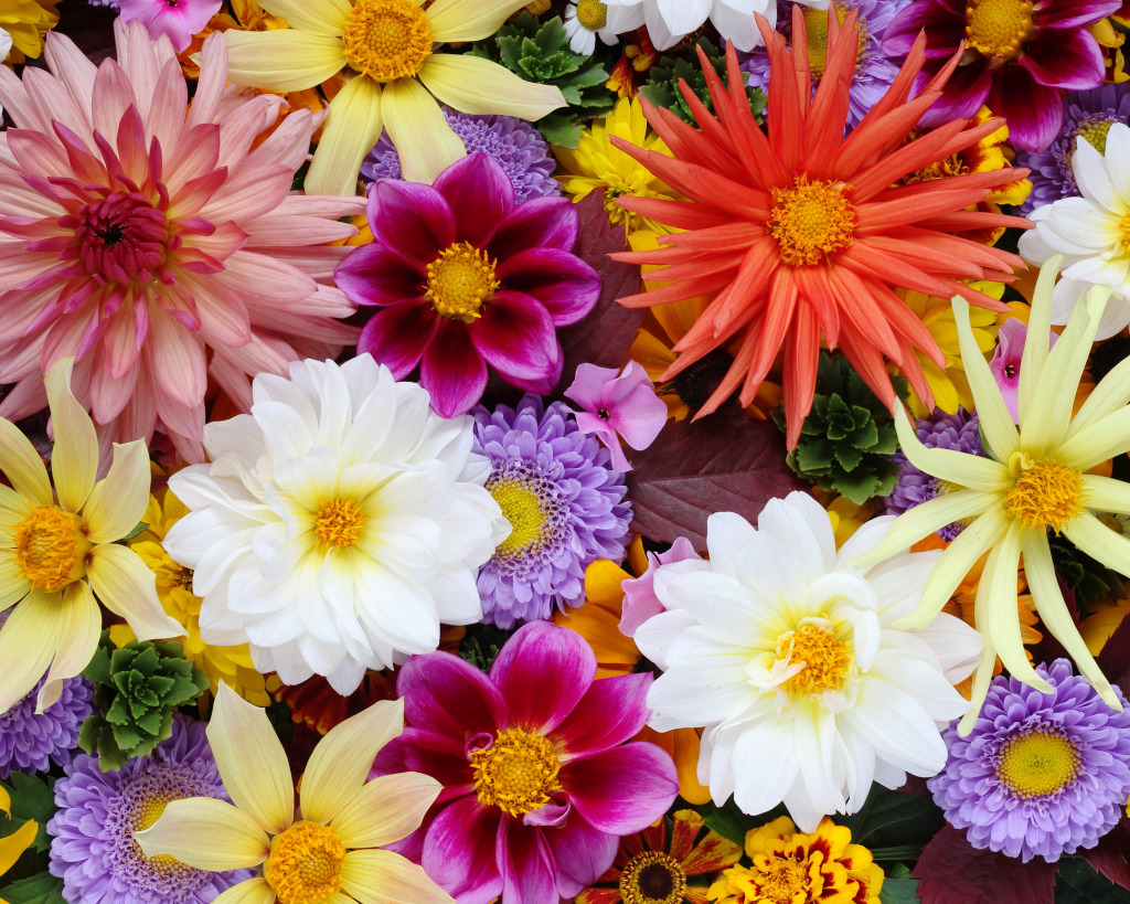 Dahlias and Asters jigsaw puzzle in Flowers puzzles on TheJigsawPuzzles.com