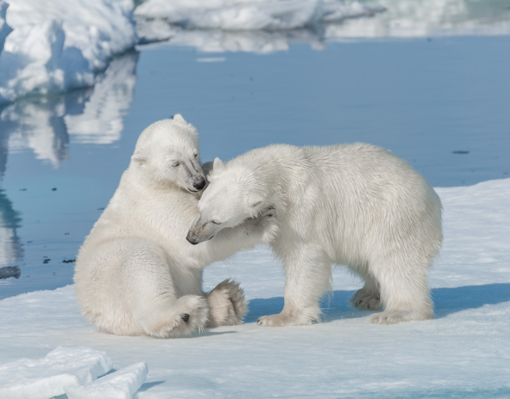 Young Polar Bear Cubs jigsaw puzzle in Puzzle of the Day puzzles on TheJigsawPuzzles.com