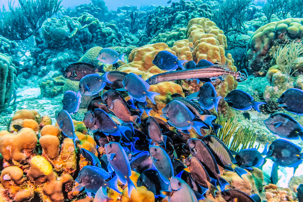 Coral Reef in the Caribbean jigsaw puzzle in Under the Sea puzzles on TheJigsawPuzzles.com